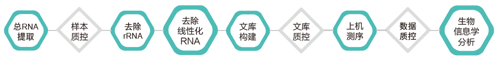 环状RNA（circRNA）测序-技术路线- ■澳门十大棋牌排行榜最新■澳门十大棋牌排行榜推荐 